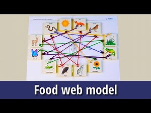 Food Web Model | DIY Science | ThinkTac