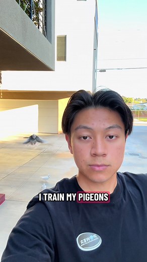 How to Train Your Pigeons: Step-by-Step Guide