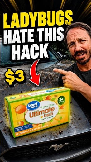 Love bugs cute? Maybe. Removing them? NIGHTMARE! $3 Walmart dryer sheet hack! #carcleaninghacks