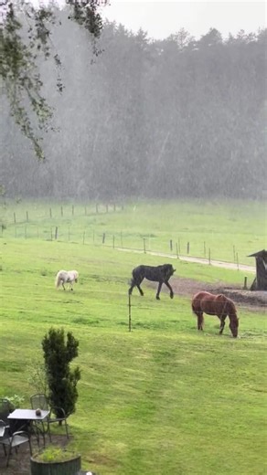 Horse Video Compilation — Pick Your Favorite Clip