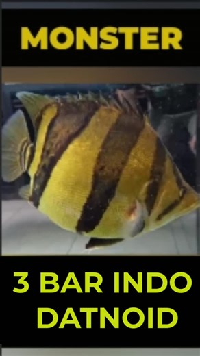 Predatory Fins ® | Rare & Exotic Fish Store on Instagram: "Check out this incredibly friendly Datnoid fish, with a unique heart or spade-shaped body and stunning color. It's a real showstopper! The color is beautiful too. I wouldn't be surprised if this fish wins the competition. #FishCompetition #AquariumLife #PetFish #UniquePets #FishLover #BeautifulFish #ReelsOfInstagram #AnimalLovers"