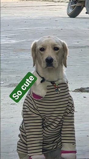 so cute Labra # beautiful dog# comedy dog Lebra# OMG!! i.m.so cute