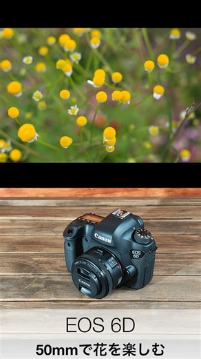 EOS 6Dと単焦点レンズで花を楽しみながら撮影#shorts