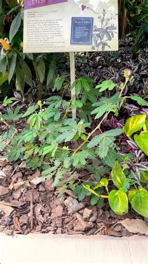 Mimosa pudica or লজ্জাবতী গাছ