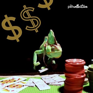 4.2M views · 2.8K reactions | From a poker playing lizard to a clingy cat...Enjoy the Best Pets of the Month! | Try Not to Laugh | Facebook