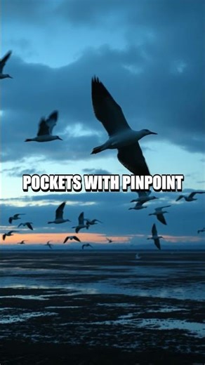 The Semipalmated Sandpiper Tiny Traveler of the Atlantic