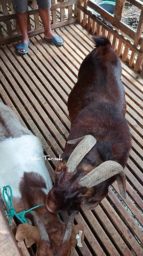 Goat breeding season | Hobi Ternak