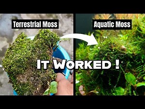 How I Converted Terrestrial Moss into Aquatic Moss !