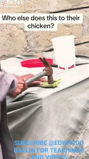 personal finance project on chicken farming #farming