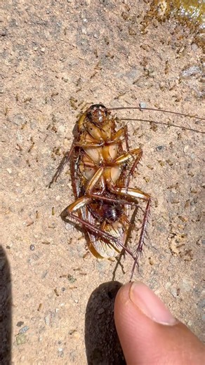 Ohhh omg look at a lot of ants, #life #insects #insectsrule #insectmacro #buglife #stickinsect