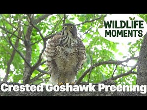 CRESTED GOSHAWK Preening at Pasir Ris Park, Singapore