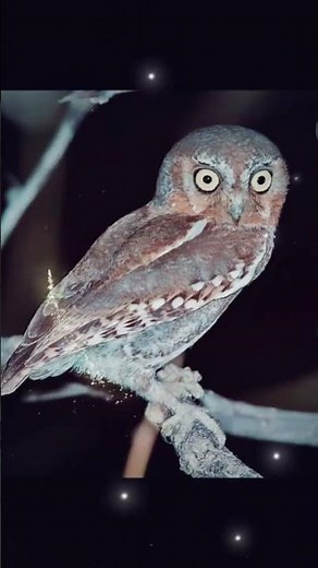 🦉 The Elf Owl is the smallest owl species on Earth.#ElfOwl #SmallestOwl