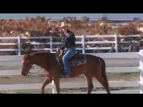 Warwick Schiller teaching a young horse to sidepass for the first time
