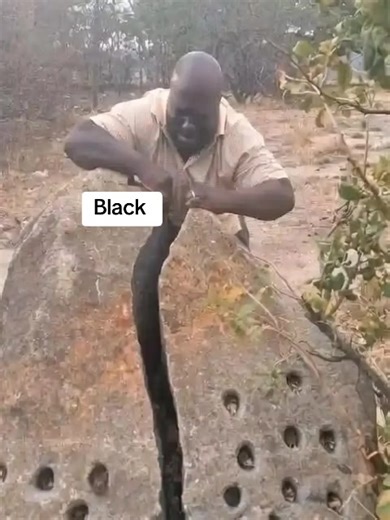 Exploring the Giant Anaconda in the Wild