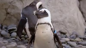 27K views · 1.3K reactions | This should make your Monday better. | San Diego Zoo | Facebook