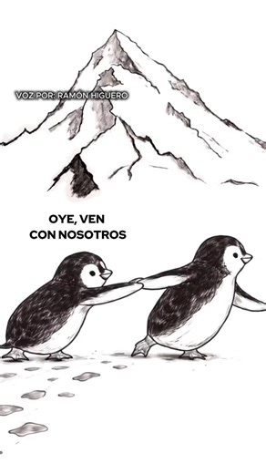 #pinguino #meme #fyp