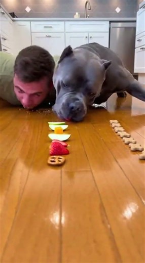 No Hands Eating Challenge Dog vs Human 🐕⚡ | Cane Corso Fastest Snack Race #ViralShorts