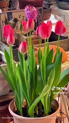 #benihbungatulipbulb #bungatulipbulb #bungatulip #benihbunga #bismillahfyp