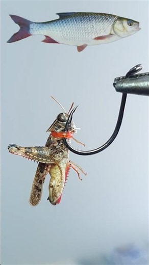 ✅🎣How to Rig Live Grasshopper WITHOUT Hurting It!