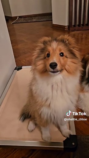 Adorable Mini Sheltie Puppy Moments