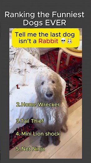 Top 5 Funniest Dogs Ever 😂🐶 | WAIT for #5 🐰🤯