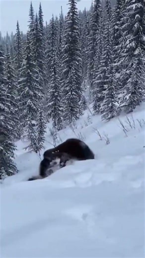 Grizzly vs. Wolverine: Epic Snowy Mountain Brawl! 🐻💥🐺 #Wildlife #Nature #Survival #Bear #Wolverine