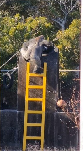 ゴリラのショウ君（浜松市動物園）260221