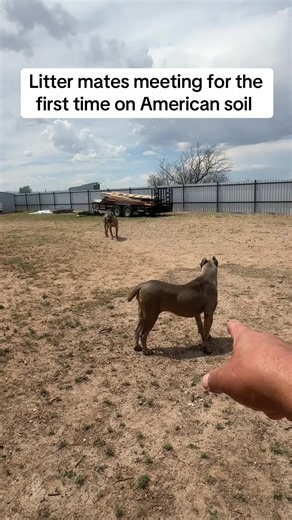 Cane Corso litter mates meeting for the first time on American soil