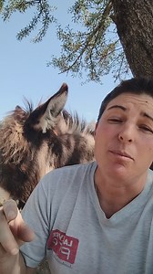 Comment se passe la reproduction A la Ferme de Titou ? La suite de la vidéo sur YouTube | A la ferme de Titou - ânes miniatures à Saint Maime - 04