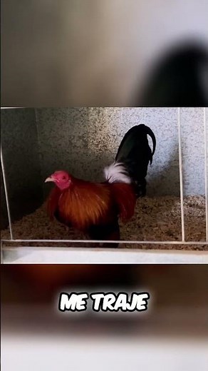 Aztec Roosters The Perfect Lemonade Discover it!