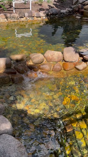 Spring is so close now in Australia 🇦🇺 #australia #springtime | LesTravel