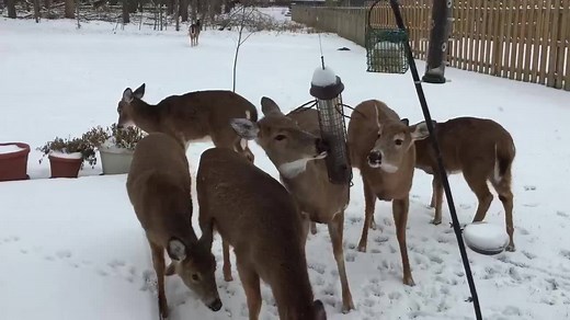 Nice, Ron. | America's Funniest Home Videos