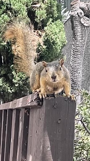 Power squirrel. #reels #animals | Jennifer Harrison