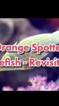 Orange Spotted Filefish revisited
