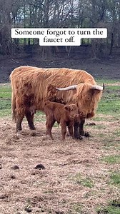 603K views · 4.2K reactions | Got milk? 拏 #highlandcow #fluffy #cow #milk #momlife #ranchlife #homestead #countryliving #cattle | Tesch Hillside Ranch | Facebook