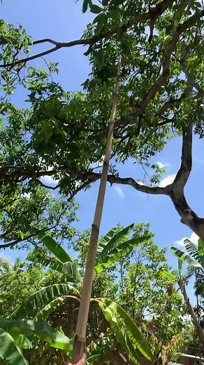 Jangan Makan Buah Bekas Codot: Ketahui Risikonya
