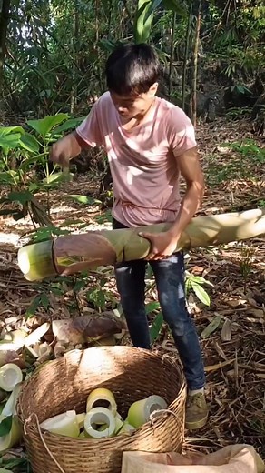 33K views · 246 reactions | Bamboo shoots harvest go to cutting satisfying #satisfying #rebung #bambu #tiraibambu #bambumuda #bambupetuk #bambukuning #bambooshoot #asmrbamboo #farmer | KANG potong | Facebook