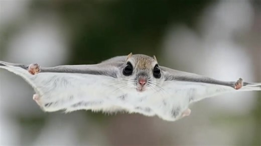 🐿️✨ Meet the Japanese Dwarf Flying Squirrel — Possibly the Cutest Animal on Earth ✨🐿️ Straight out of a Studio Ghibli movie, the Japanese dwarf flying squirrel is a tiny, wide-eyed fluffball that glides through the forests of Japan like a living plush toy. Native to Honshu and Kyushu, these nocturnal creatures use the skin between their limbs to soar from tree to tree — like a fuzzy little superhero. They don’t actually fly, but they sure make gliding look magical. With their round faces, big 
