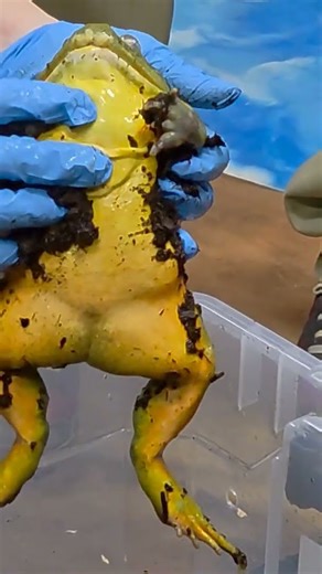 "✨🐸 The hidden belly of a Pixie Frog—smooth, strong & full of magic! 🌿 #PixieFrog"