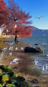 68K views · 1.9K reactions | The Poultry Business Map Every Beginner Must Understand. #healthychicken #turkey #farming #poultry #poultryfarming #agriculture #organicfarming #broilerchickens | Poultry Tips | Facebook