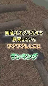 大人も夢中になる！オオクワガタ飼育でワクワクする瞬間TOP５ #オオクワガタ飼育 #楽しい趣味 #オオクワガタ産卵