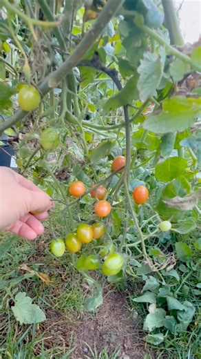 Pulled the tomato vines down from the compost pit and found a hidden harvest! 🍅🙌 #HomeGrown #TomatoHarvest | Che Thompson