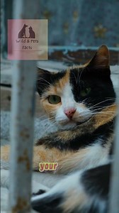 Your Cat Is Saying “I Love You” Like This! #animallife #animals