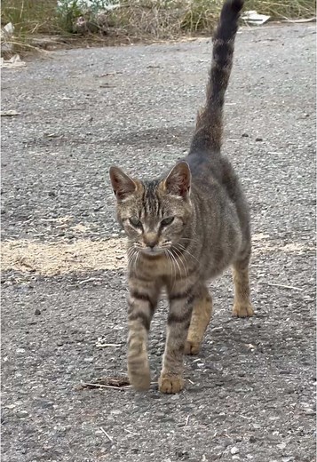 TikTokでCational Geographicさんをチェック！