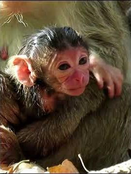 Very nice, adorable wildlife newborn monkey #babymonkeys #animallife #animals