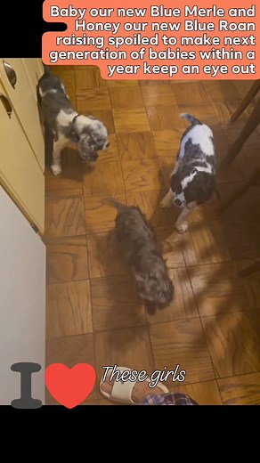 S&M Cocker Spaniels on Reels
