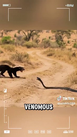 Honey Badger vs. Black Mamba: A Battle of Legends