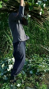 夏布 制作过程 Grass cloth production process #instagood #follow #love #fyp #乡村守护人 | 意乡人 YXR