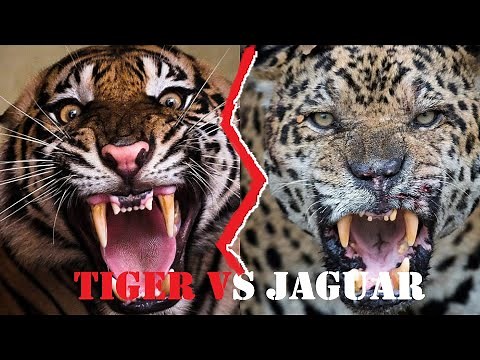 Tiger Vs Jaguar Fight | Tiger Vs Jaguar Fight To Death | Tiger Vs Jaguar Who Would Win