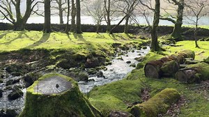 Spring sunshine in woodland at Hassness with a stream flowing under a footbridge into nearby Buttermere in the Lake District, Cumbria, England.
